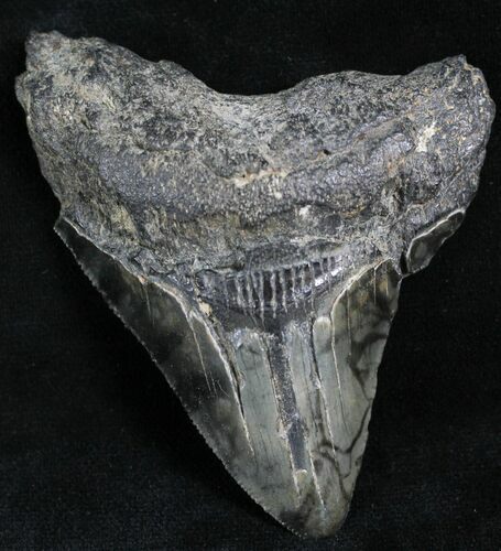 Serrated Megalodon Tooth - South Carolina #27746
